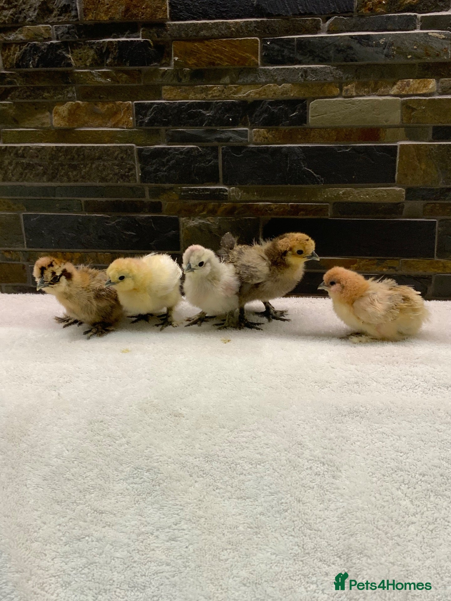 Chickens poultry for sale: FEMALE Bantam Chicks, Silkie, Polish, Pekin  - Advert 1