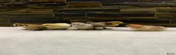 Chickens poultry for sale: FEMALE Bantam Chicks, Silkie, Polish, Pekin  - Advert 1
