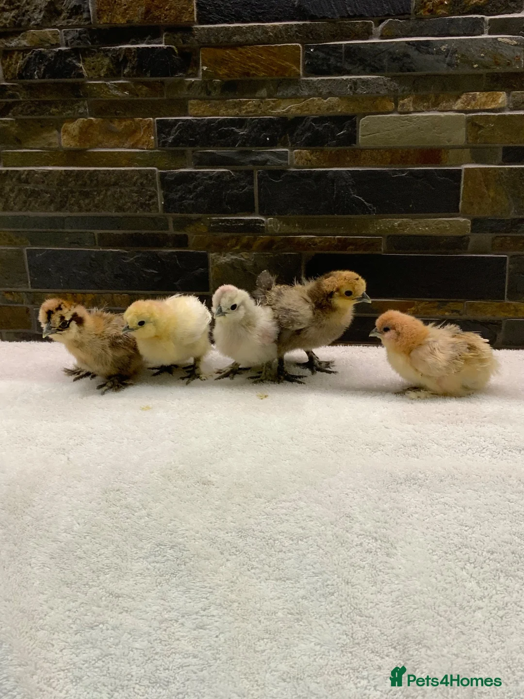 Chickens poultry for sale: FEMALE Bantam Chicks, Silkie, Polish, Pekin  - Advert 1