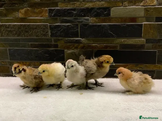 Chickens poultry for sale: FEMALE Bantam Chicks, Silkie, Polish, Pekin - Advert 1