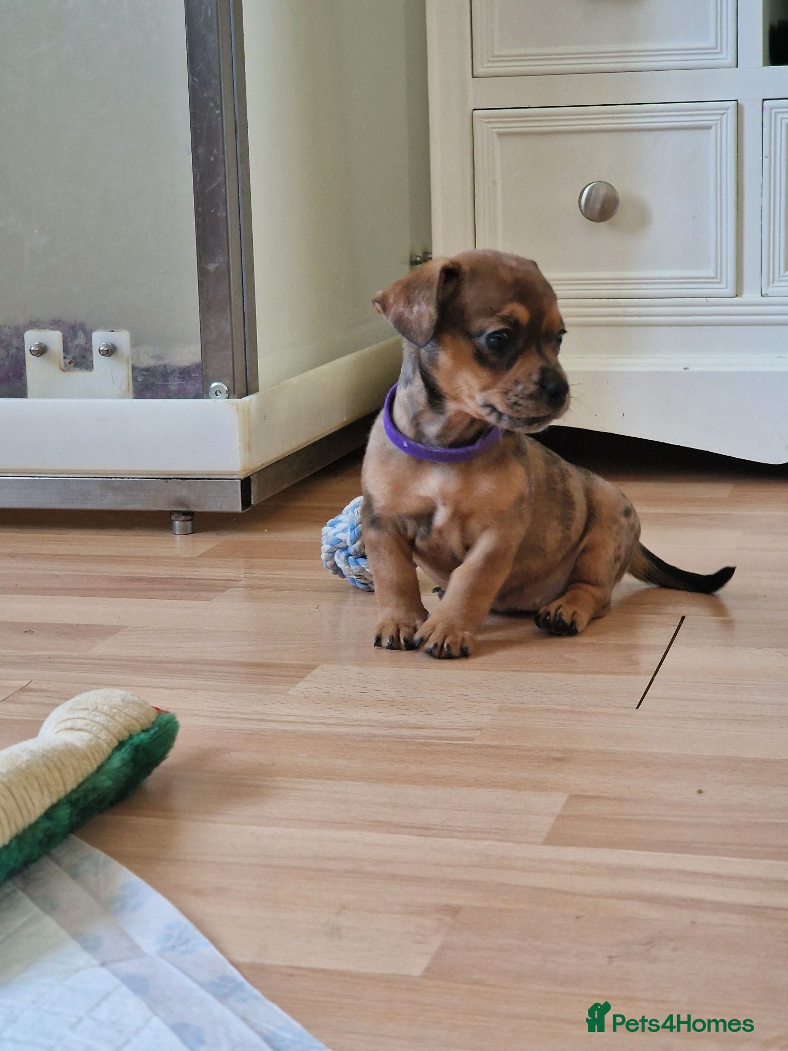 Mixed Breed dogs Only 1 Girl left! French Bulldog x Mini Dachshund - Advert 7