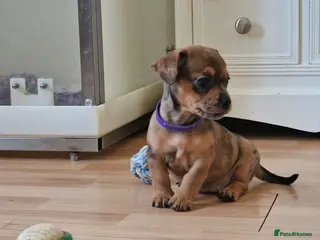 Mixed Breed dogs Only 1 Girl left! French Bulldog x Mini Dachshund - Advert 7
