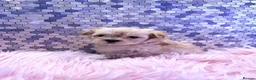 Maltipoo dogs for sale: F1 Korean multipoo one baby boy now available  - Advert 24