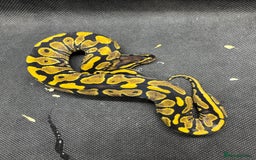 Python Snake reptiles for sale: Royal pythons from £30  - Image 9
