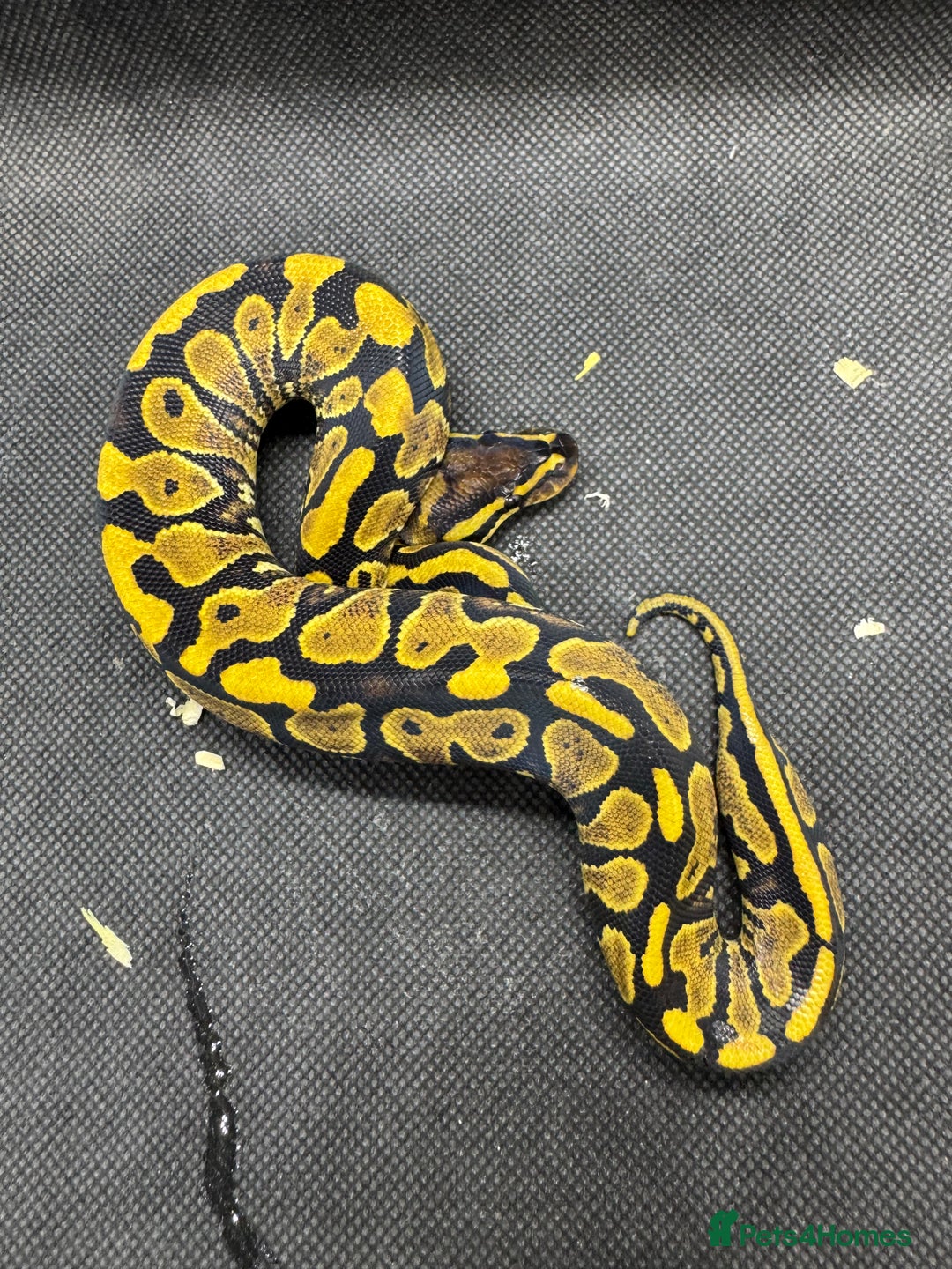 Python Snake reptiles for sale: Royal pythons from £30  - Image 9