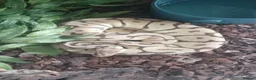 Mixed Breed reptiles for sale: Mix job lot selling my sons replites from £40-£900 - Advert 6