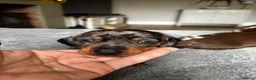 Miniature Dachshund dogs for sale: Wonderful litter of miniature dachshunds  - Advert 10