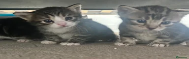 Little shy 
