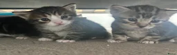 Domestic Shorthair cats for sale: Pretty nice kittens to rehome  - Advert 9