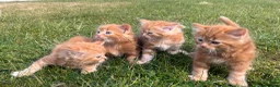 Mixed Breed cats for sale: Cats for sale  in Harlow - Advert 16