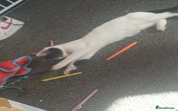 Domestic Shorthair cats for sale: 3 beautiful boys left ! Ready now - Image 6