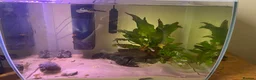 Pufferfish fish for sale: Freshwater 2’’ Fahaka puffer with 60liter tank  in Hayle - Advert 2