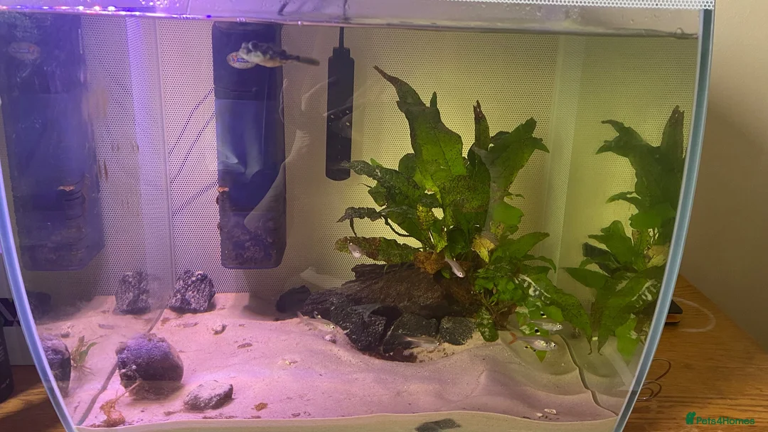 Pufferfish fish for sale: Freshwater 2’’ Fahaka puffer with 60liter tank  in Hayle - Advert 2