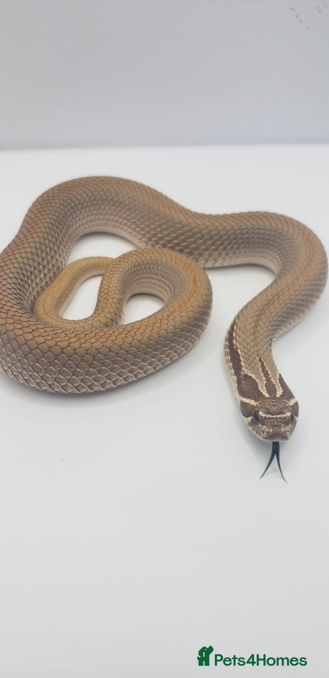 Snake reptiles for sale: Western hognose snakes available  - Advert 1