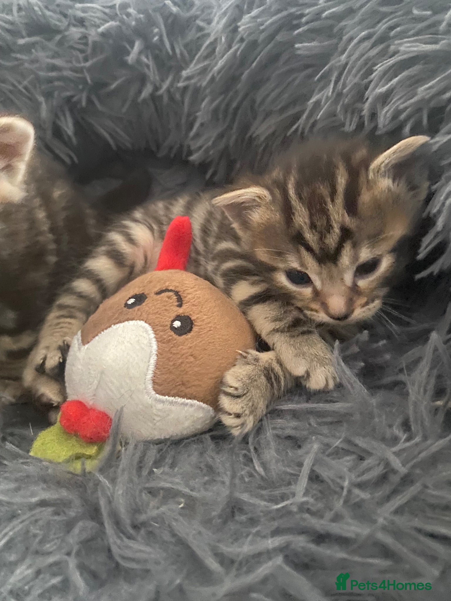 Bengal cats Bengal  - Advert 9