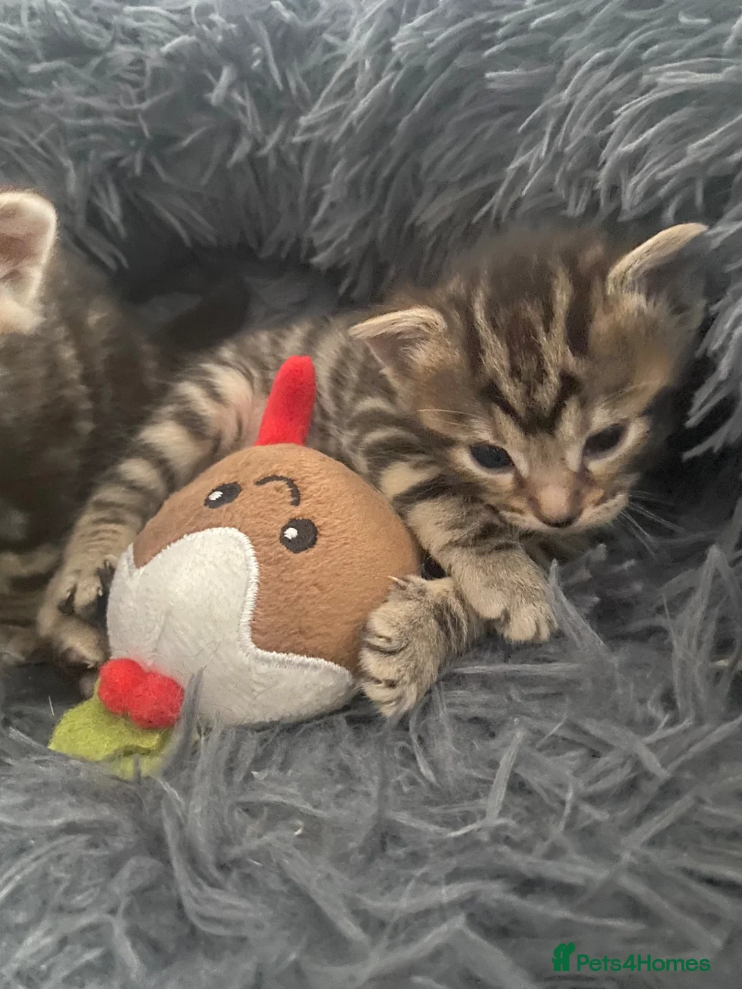 Bengal cats for sale: Bengal  - Advert 1