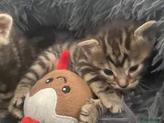 Bengal cats Bengal - Advert 2