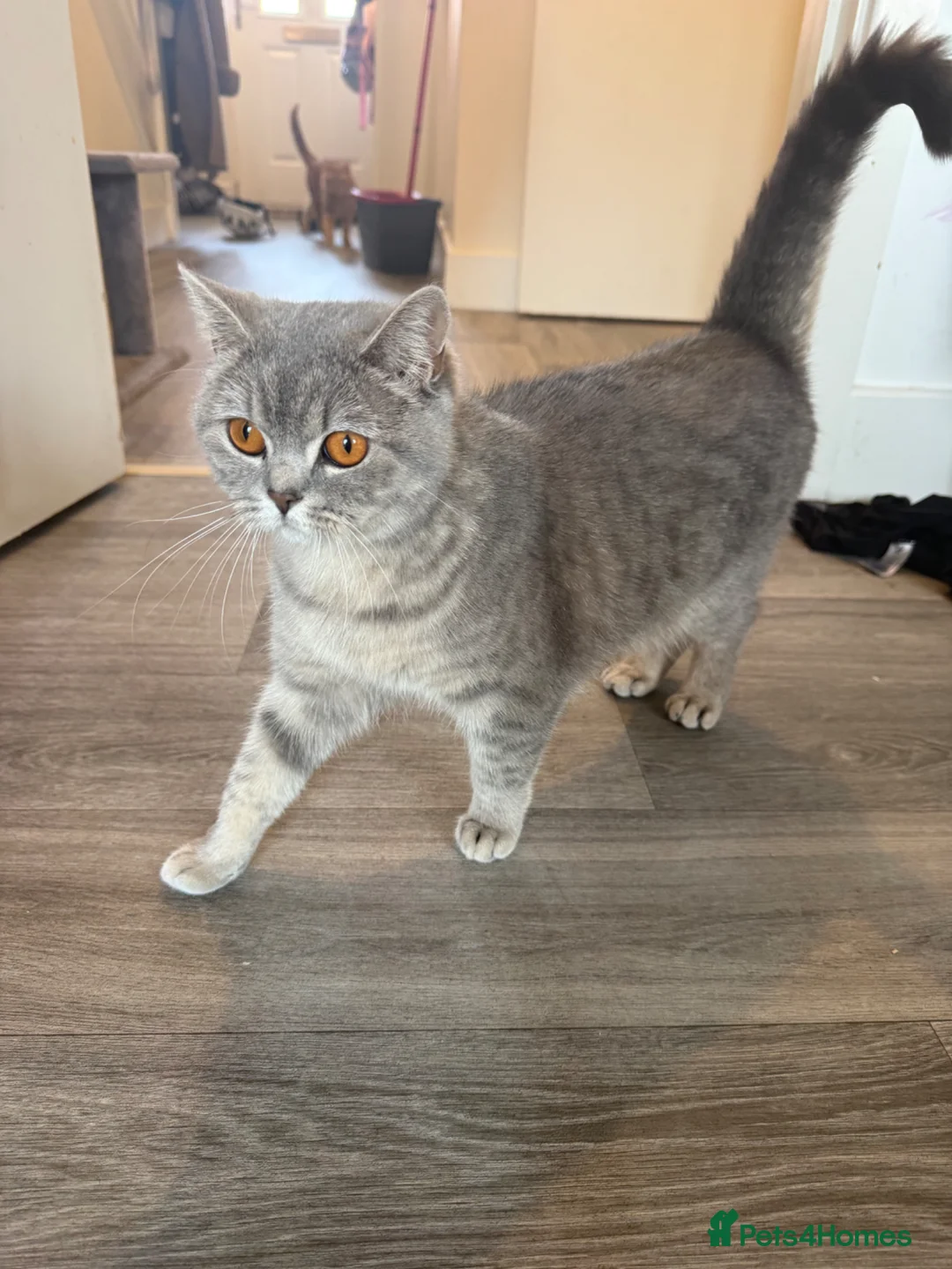 British Shorthair cats for sale: stunning silver British short hair queen in Dover - Advert 1