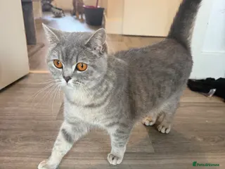 British Shorthair cats stunning silver British short hair queen - Advert 5