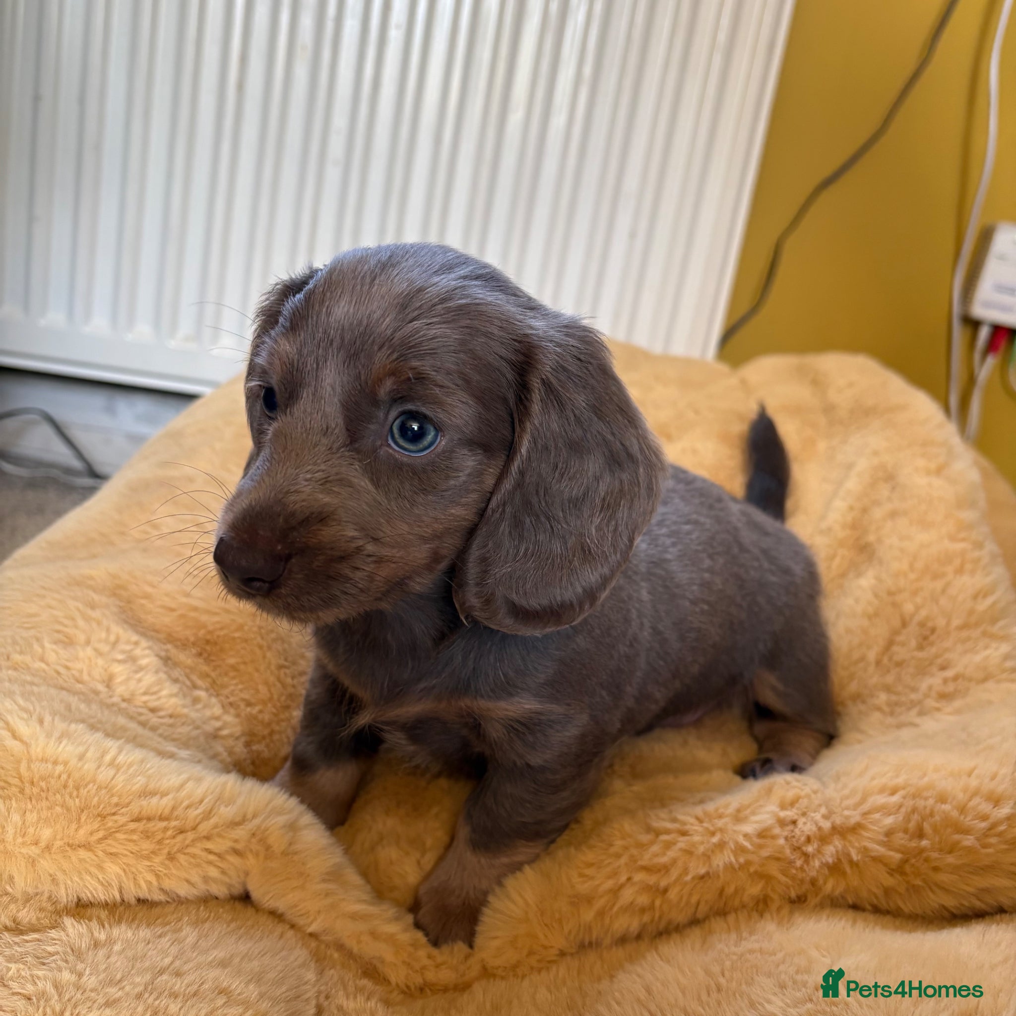 Miniature Dachshund dogs LAST BOY Miniature Dachshund long haired  - Advert 17