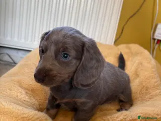 Miniature Dachshund dogs LAST BOY Miniature Dachshund long haired - Advert 17