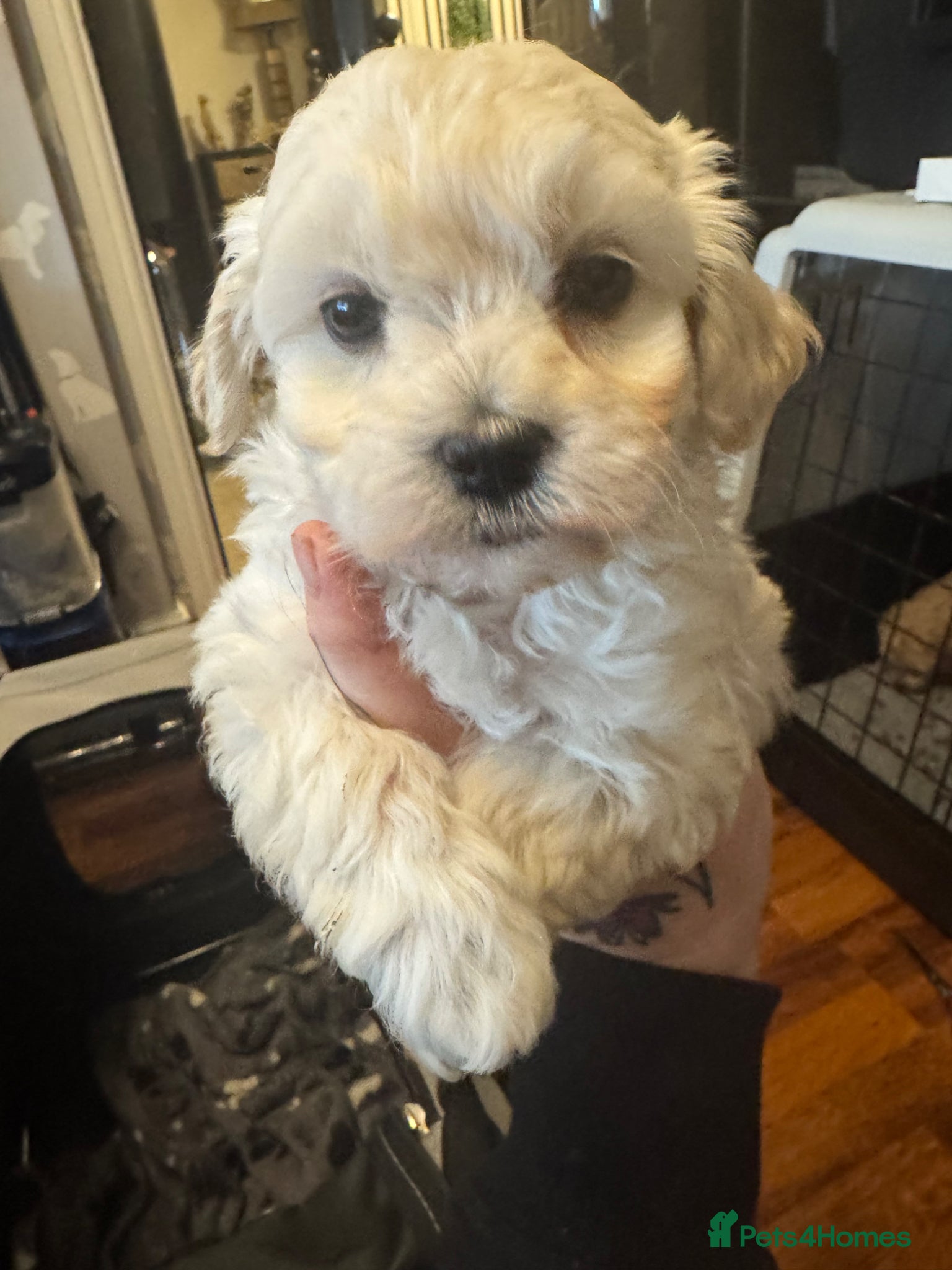 Maltipoo dogs Teddy bear maltipoo puppies  - Advert 12