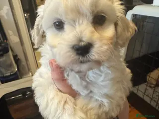 Maltipoo dogs Teddy bear maltipoo puppies - Advert 12