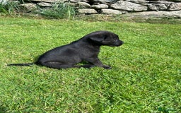 Borador dogs for sale: Lab x collie puppies  - Image 8