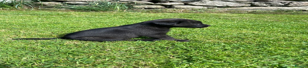 Borador Puppy 3