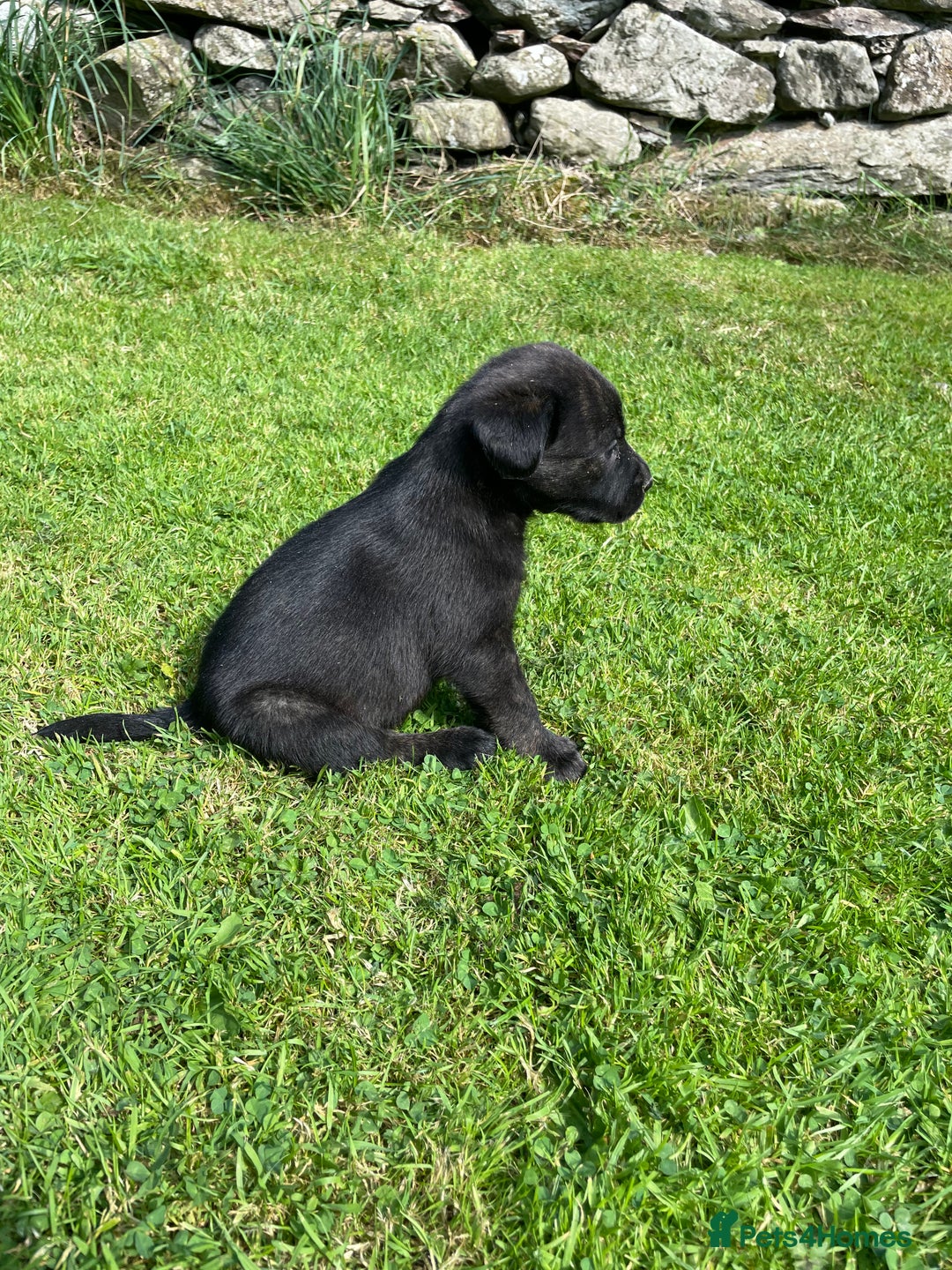 Borador dogs for sale: Lab x collie puppies  - Image 8