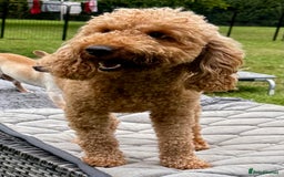 Cockapoo dogs for adoption: CoCo’s Story – Freedom After a Life of Cruelty - Image 3