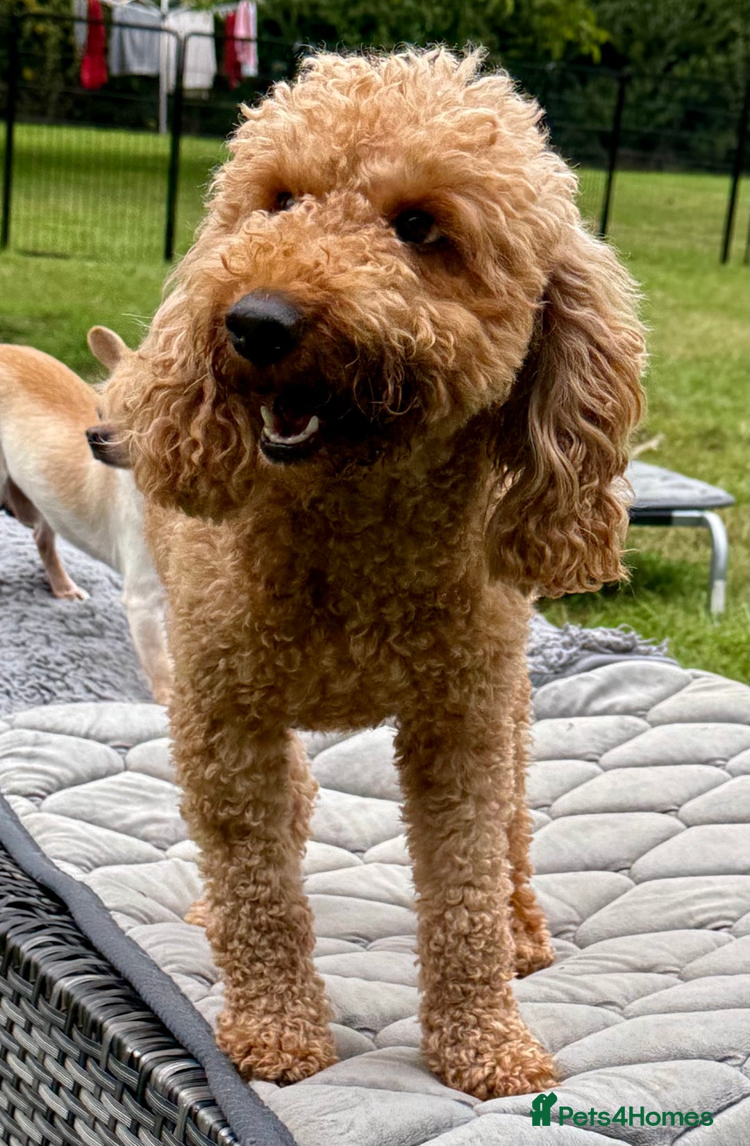 Cockapoo dogs for adoption: CoCo’s Story – Freedom After a Life of Cruelty - Image 3