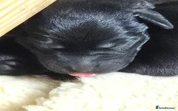 Labrador Retriever dogs for sale: Kc labrador pups available October  - Image 3