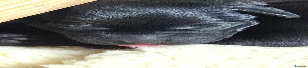Labrador Retriever Puppy 3