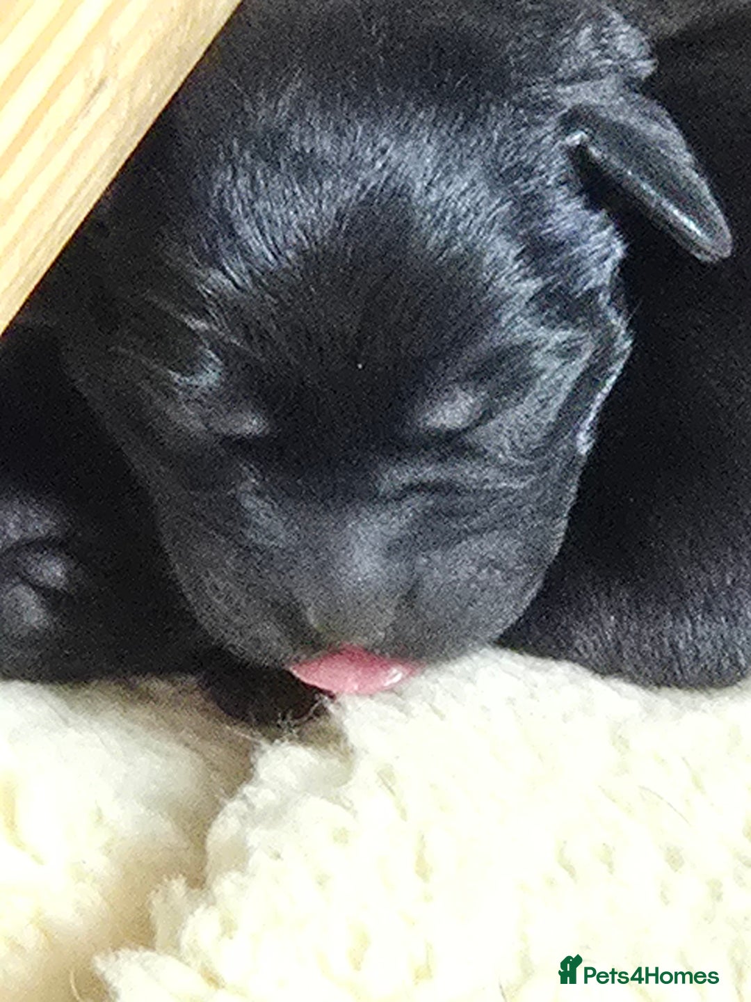 Labrador Retriever dogs for sale: Kc labrador pups available October  - Image 3