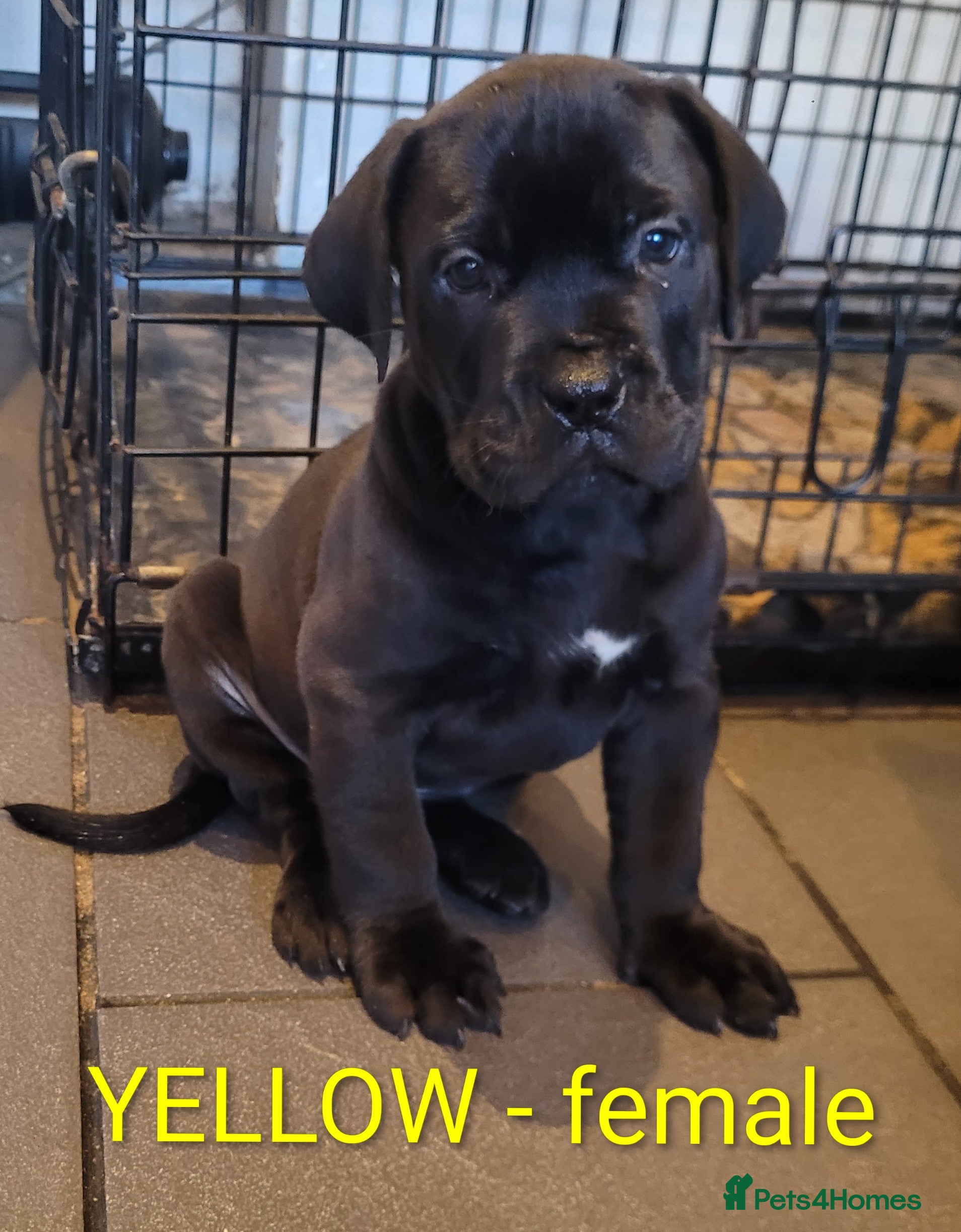 Mixed Breed dogs ** READY ** 2 left - Advert 1