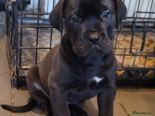 Mixed Breed dogs ** READY ** 2 left - Advert 5