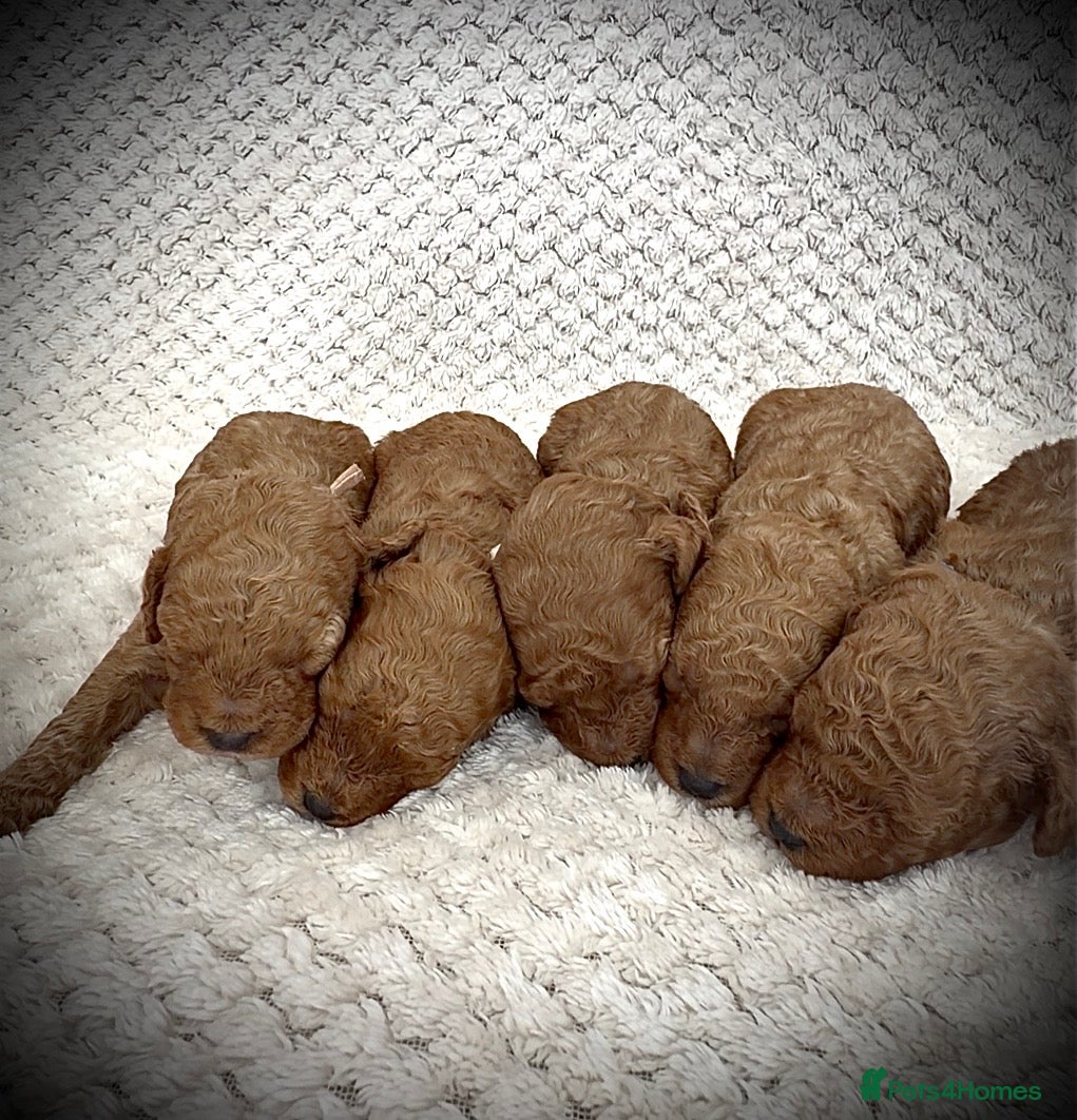 Cockapoo dogs Red Toy Cockapoo’s - Advert 4