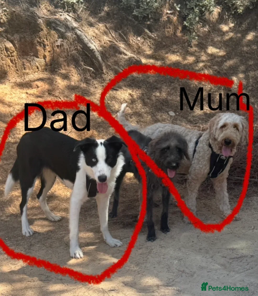 Mixed Breed dogs for sale: Double Doodle X Border Collie puppies - Advert 24