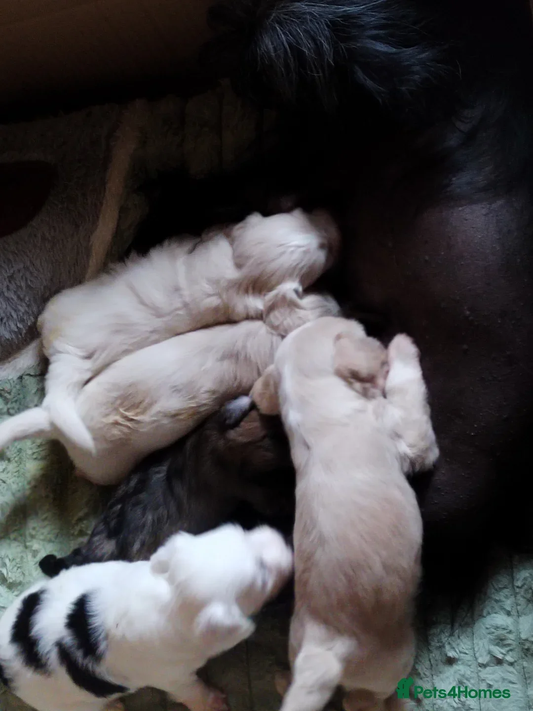 Chinese Crested dogs for sale: 1 Chinese crested Hairy Hairless BOY remaining  - Image 3
