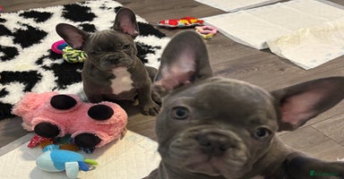 French Bulldog dogs - Advert 14