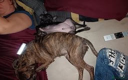 Mixed Breed dogs for sale: Staffy cross  - Image 9