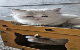 Ragdoll cats for sale: Tica registeeed tabby bicolour ragdolls - Image 24