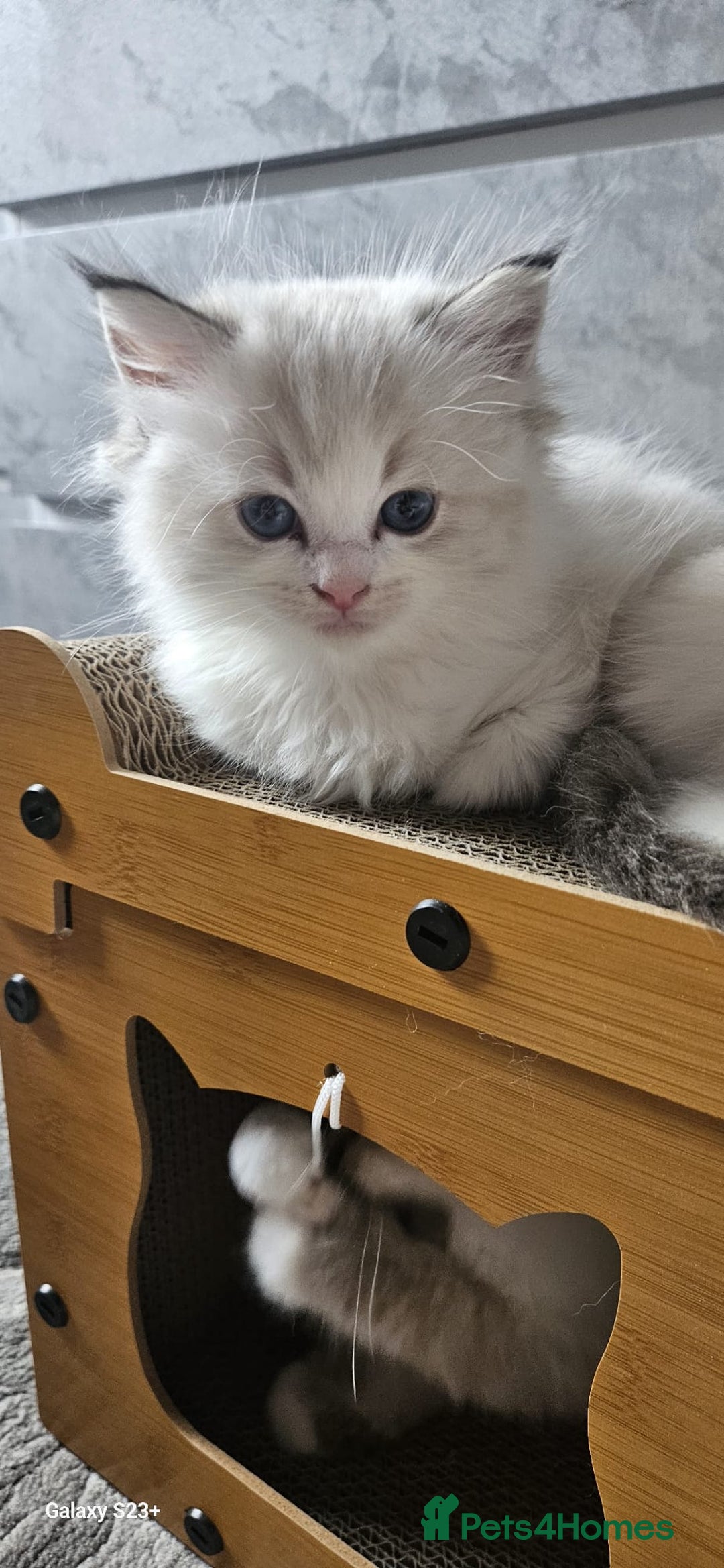 Ragdoll cats for sale: Tica registeeed tabby bicolour ragdolls - Image 24