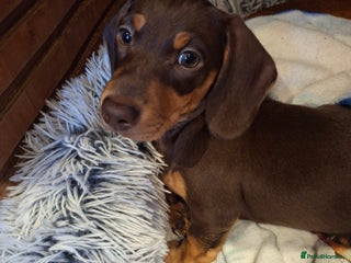 Dachshund dogs - Advert 3