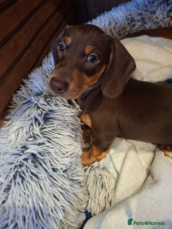 Dachshund dogs - Advert 2