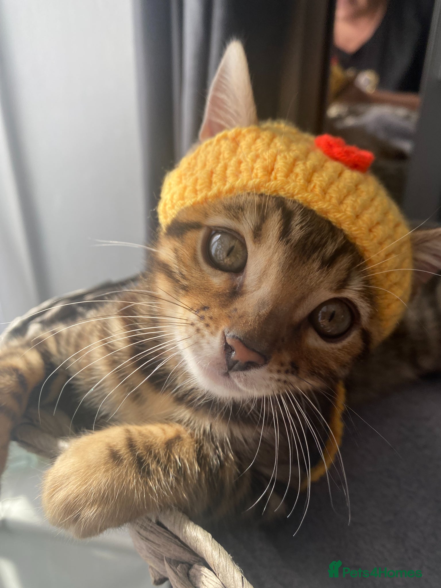 Bengal cats Two Little Princesses - Advert 1