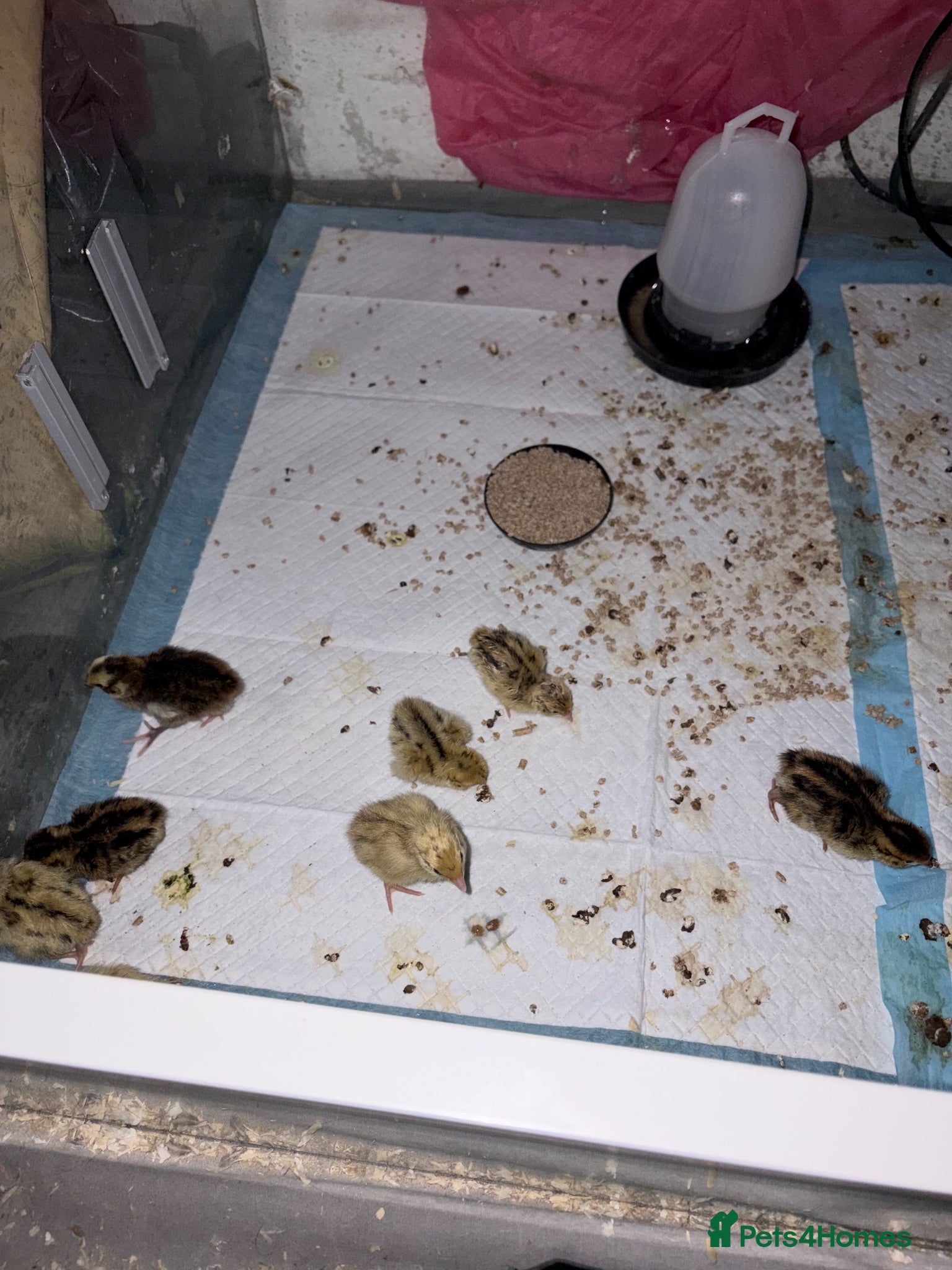 Quail poultry Fertile quail eggs!Male and female cortunix quail - Advert 19
