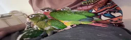 Conures birds for sale: Handreared Tame Conure Chicks Mooncheek rose crown - Advert 4