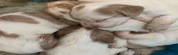 Cocker Spaniel dogs for sale: Working Cocker Spaniels - Advert 11